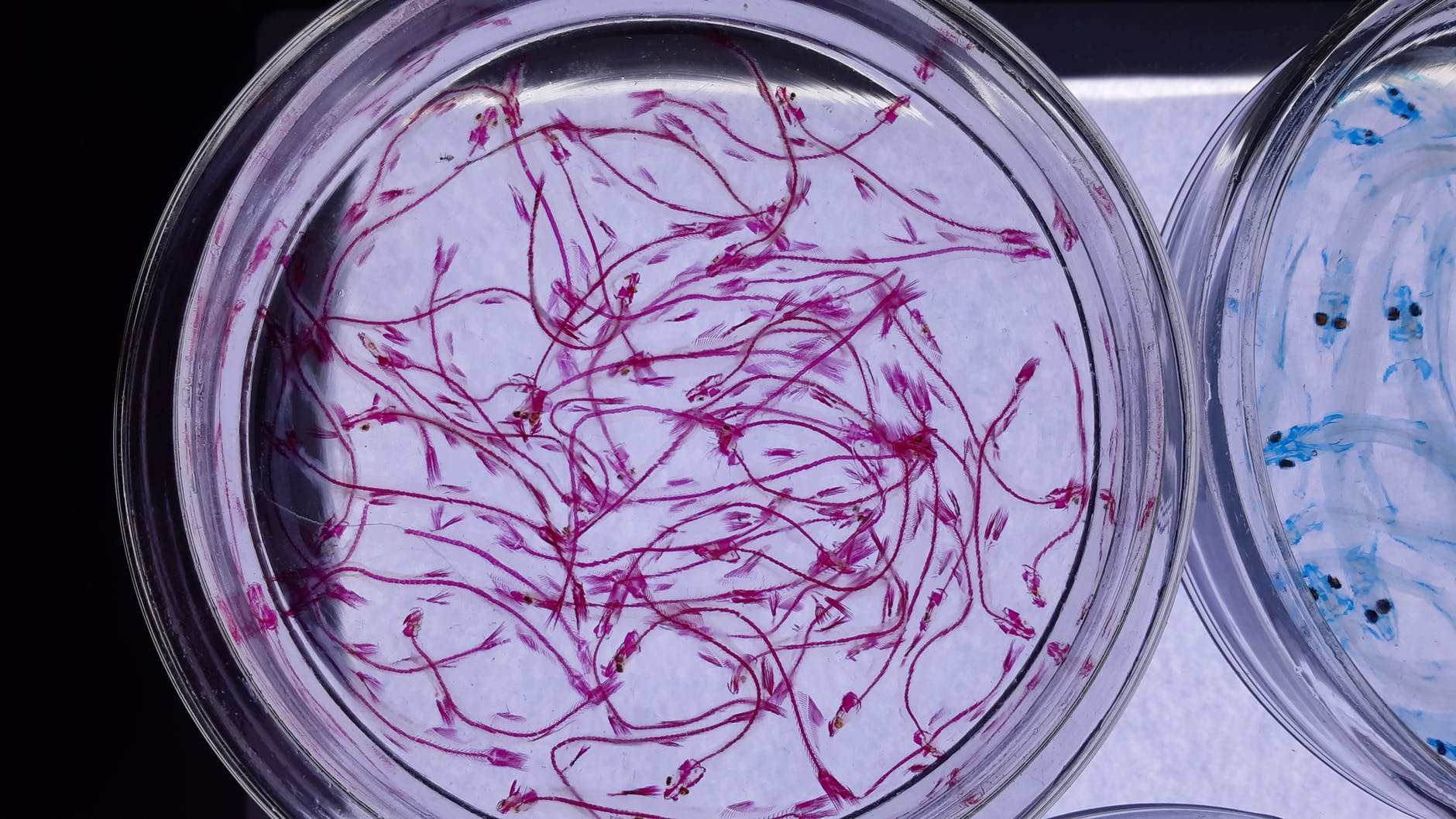 round clear glass plate